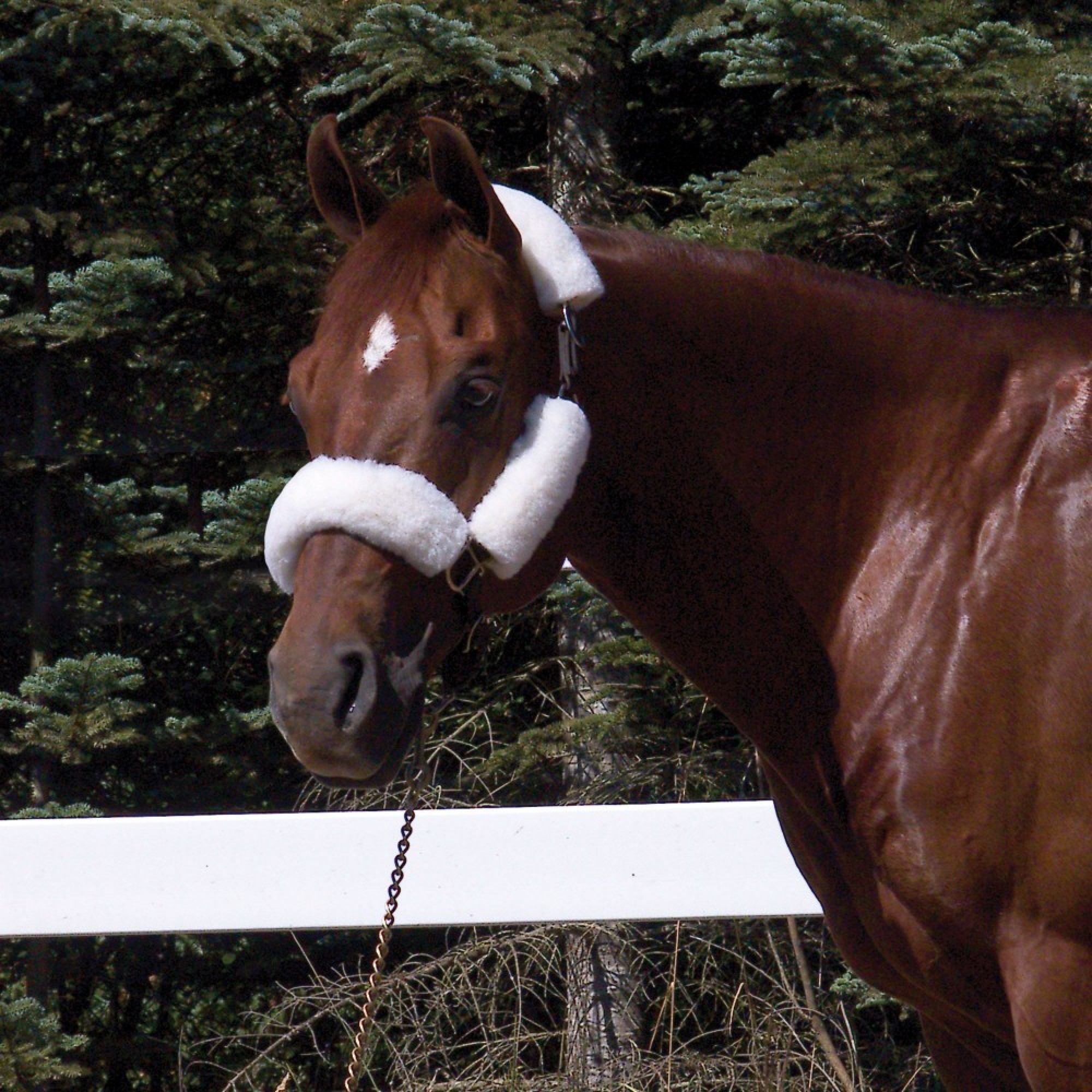 WoolBack 4-piece lambskin halter set
